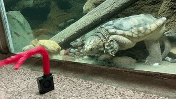 Snapping Turtle Inflatable Tube Man GIF by Columbus Zoo and Aquarium