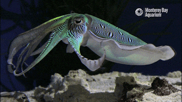 montereybayaquarium octopus monterey bay aquarium sepia cephalopod GIF
