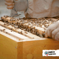 Queen Bee GIF by SWR Kindernetz