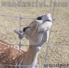wondeerfulfarm deer funny deer cute deer deer tongue GIF
