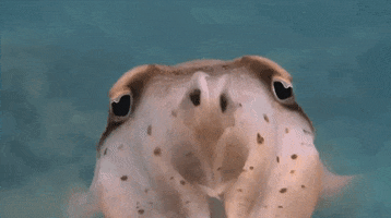love you hello GIF by California Academy of Sciences