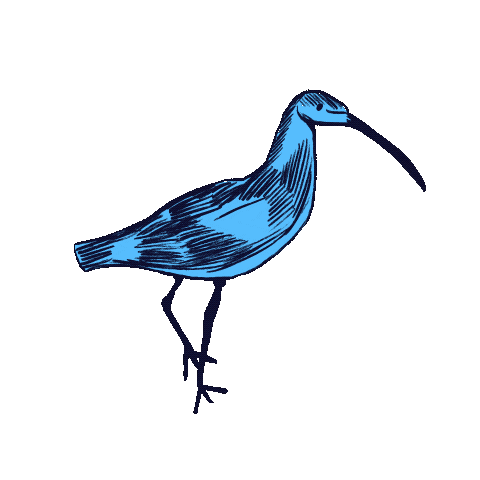Curlew Sticker
