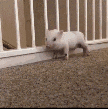 giphy.gif