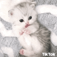 Sleepy Kitten Gif