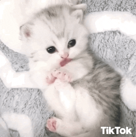 Cute Cat Gif Find Share On Giphy Cute Cat Gif Find Share On Giphy
