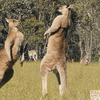 kangaroo fight