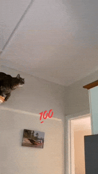Perfect Cat Jump
