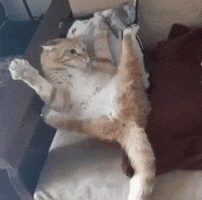 Cat GIF