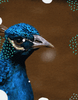 Laser Peacock GIF by Black Math
