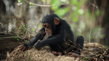 baby animals chimp GIF by BBC Earth