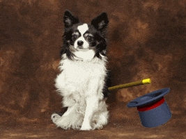 dog magic GIF by Nebraska Humane Society