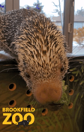 Oh No Oops GIF by Brookfield Zoo