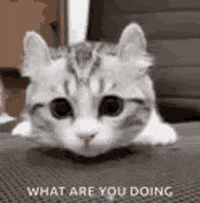 What Are You Doing Wtf GIF by Justin - Find & Share on GIPHY