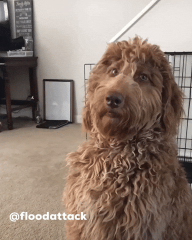 Skinwalker GIF