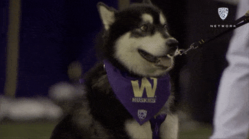 University Of Washington Dog GIF by Pac-12 Network