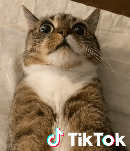 Cat Pet GIF by TikTok France