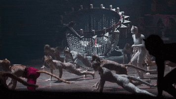 Cats GIF