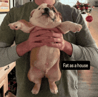 Fat As A House GIF