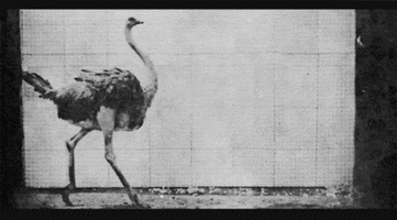 Eadweard Muybridge Ostrich GIF