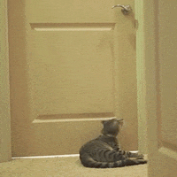 cat door GIF