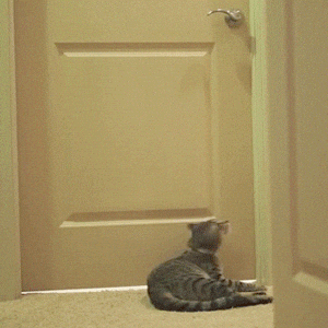 cat door opening