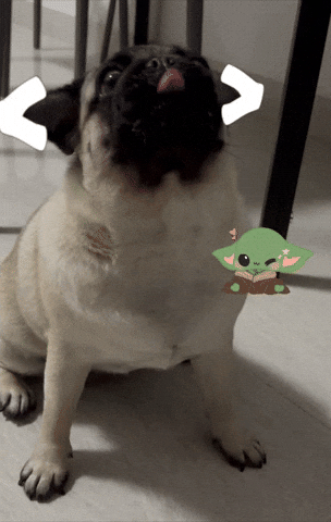 Pug Mochi GIF