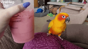 Bird Shakes Along To The Beat Of An Icy Drink GIF by ViralHog
