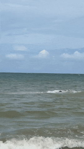 Foilcrash GIF