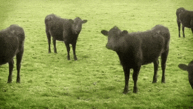 cows