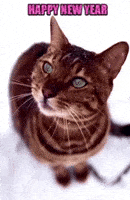 Happy New Year Cat GIF