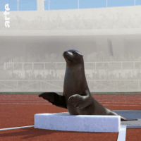 Seal Clap GIFs - Get the best GIF on GIPHY