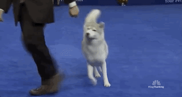 national dog show 2018 GIF by NBC