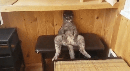 mouse GIF