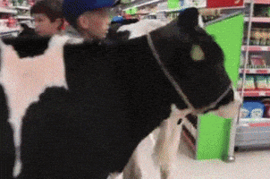cows GIF