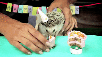 party birthday cake happy birthday hedgehog