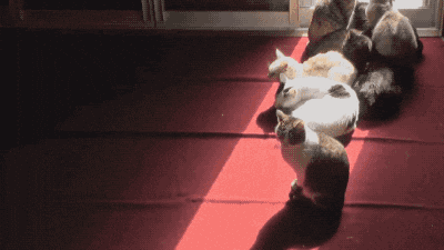 Cats In The Sun Gifs Get The Best Gif On Giphy