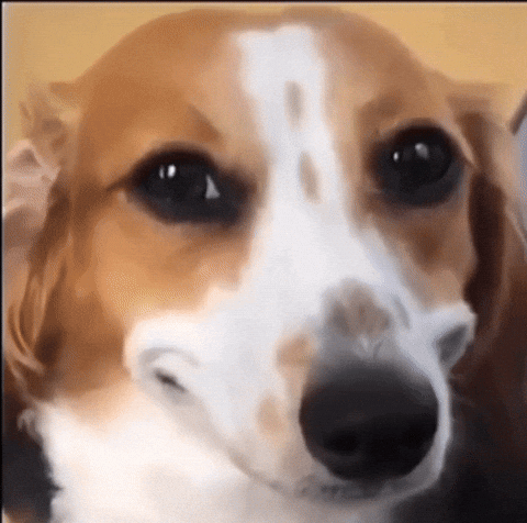 Dog Reactionmeme GIF