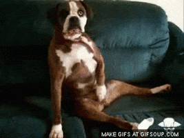 perro GIF