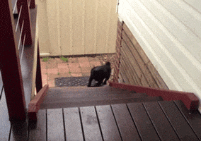 get back up funny puppy GIF