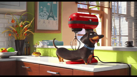 Secret Life Of Pets Blender GIF - Find & Share on GIPHY