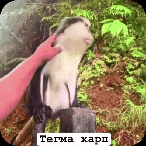 Analgin GIF