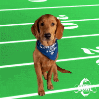 Football Dog GIF by Puppy Bowl