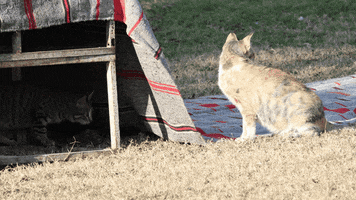 Cat GIF