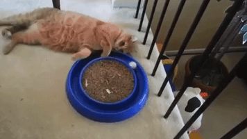 rickshawali cat v ball GIF