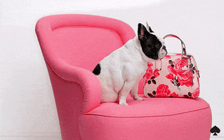 French Bulldog Yes GIF by kate spade new york