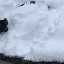 Playing Snow Day GIF by John Ball Zoo