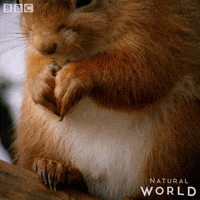 Eat Natural World GIF by BBC Earth