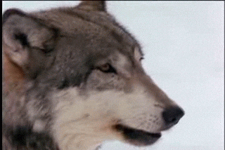 huilende wolf GIF