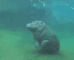 San Diego Zoo Baby GIF