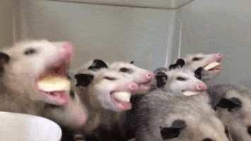 Surprise Opossum GIFs - Get the best GIF on GIPHY